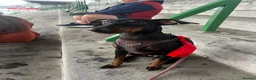 Mixed Breed dogs for sale: Manchester Terrier cross Lurcher beautiful puppy in Barnsley - Advert 1