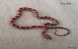 Corn Snake reptiles for sale: Babies Corn snakes - Image 7
