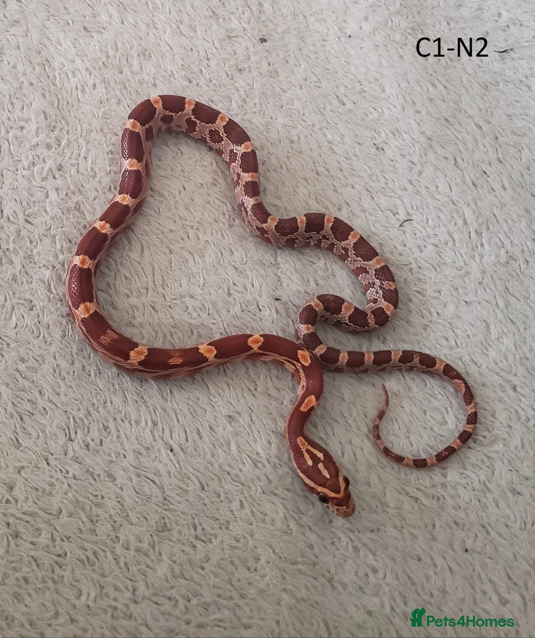 Corn Snake reptiles for sale: Babies Corn snakes - Image 7