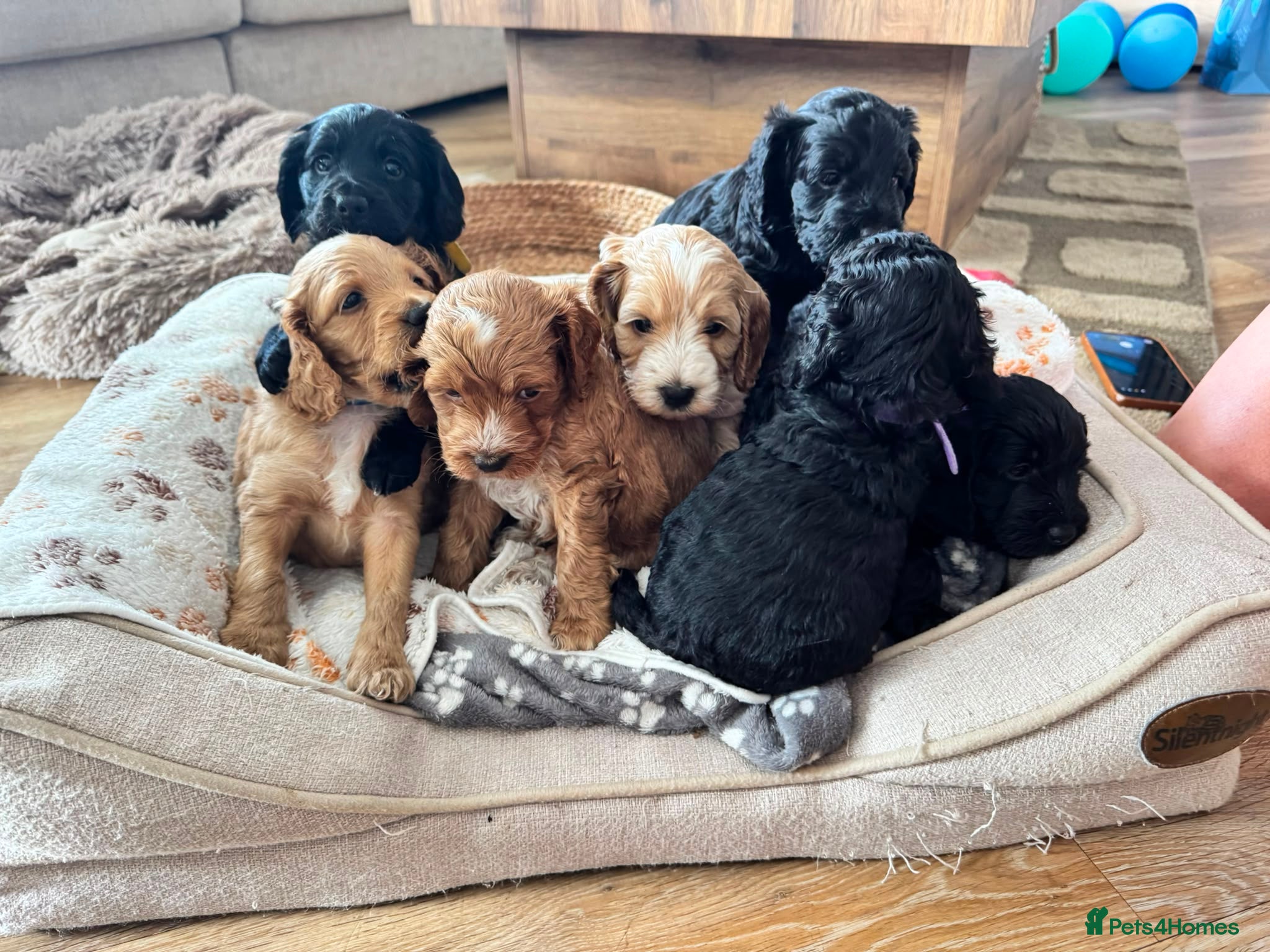 Cockapoo dogs Beautiful Cockapoos - Advert 6