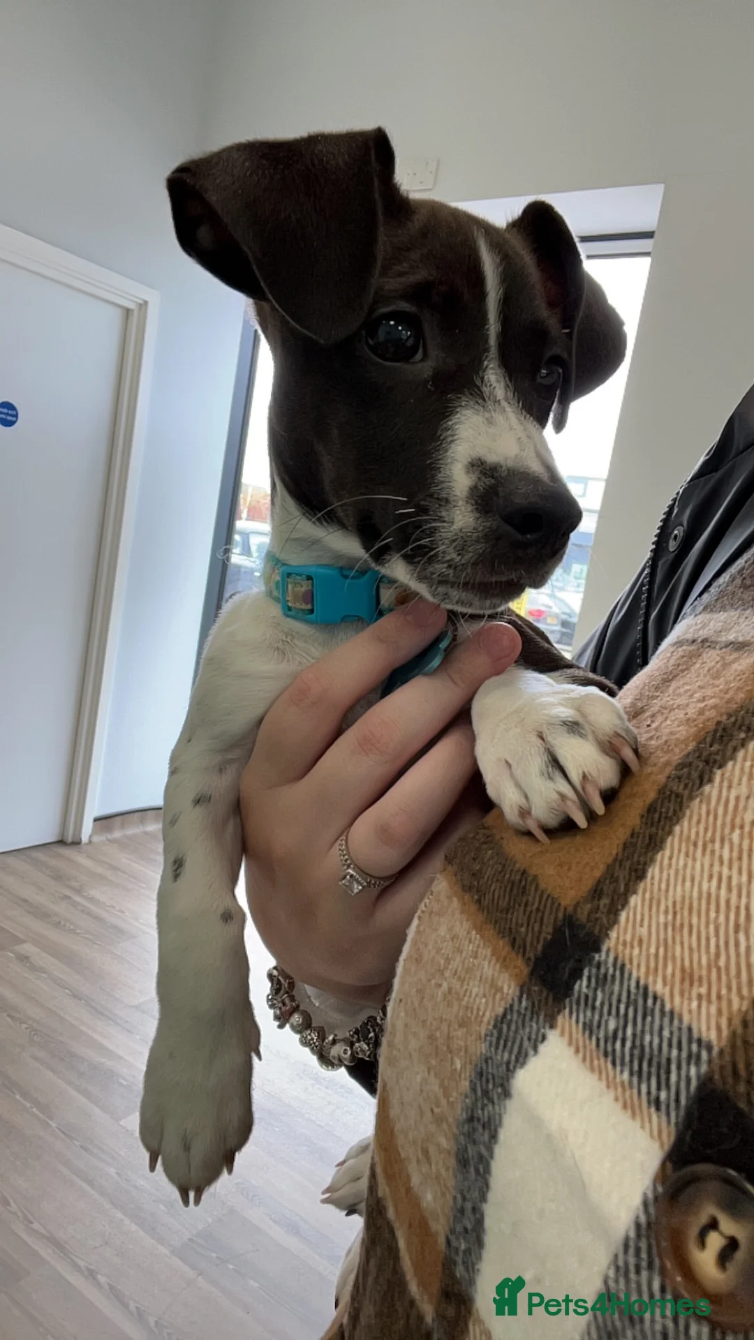 Mixed Breed dogs for sale: Male jug x Daschund  - Advert 1