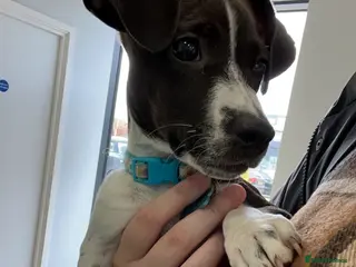 Mixed Breed dogs Male jug x Daschund - Advert 1