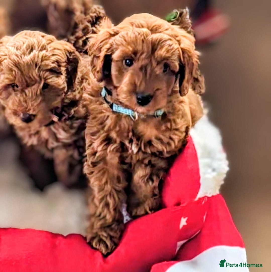 Cockapoo dogs for sale: GENUINE F1B COCKAPOO PUPPIES  - Advert 4