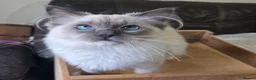 Ragdoll cats for sale: Female Blue Mitted Ragdoll Active registered - Advert 9