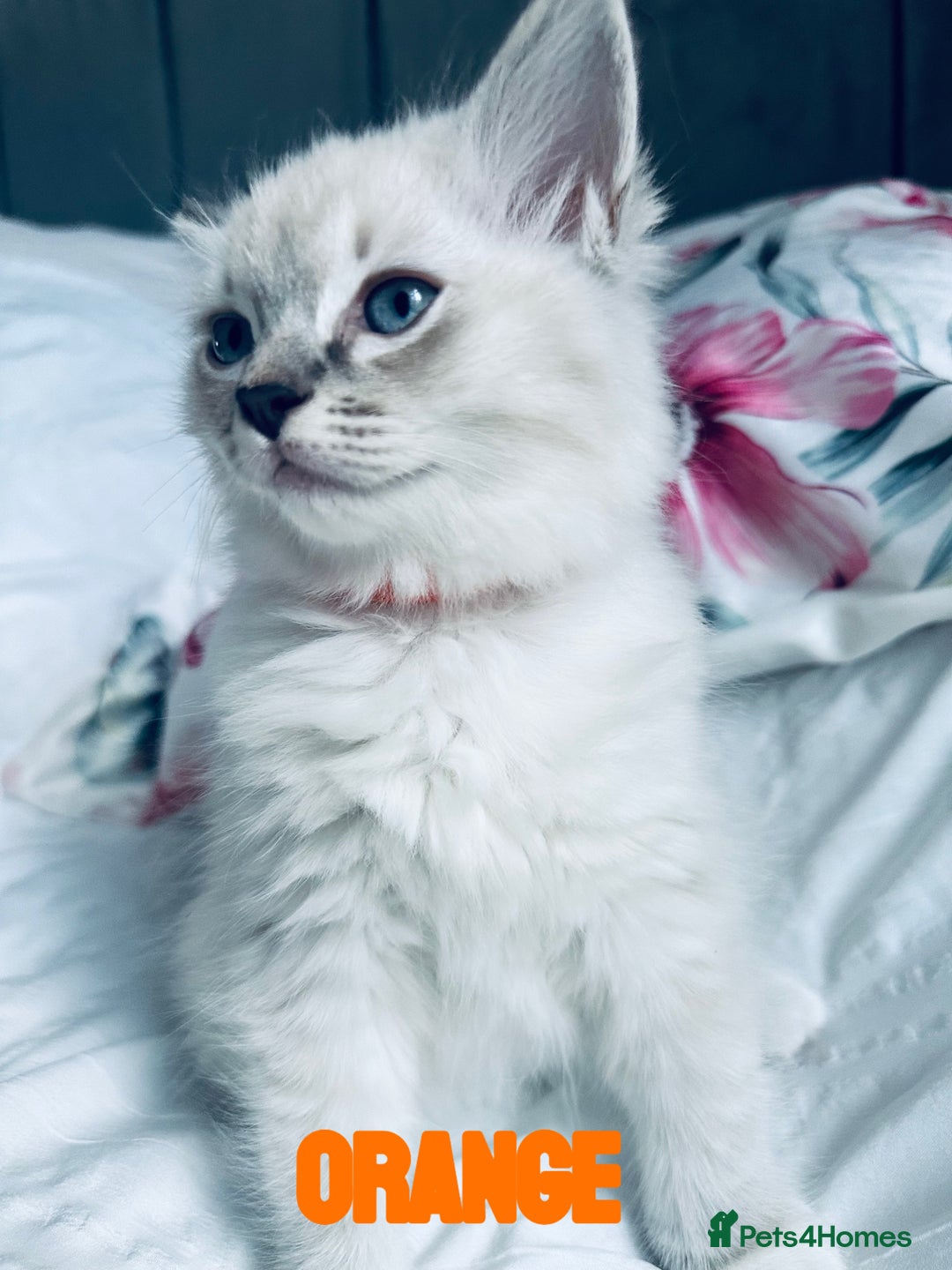 Ragdoll cats for sale: 4 Adorable kittens for sale 🩵🩵 - Image 11