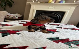 Miniature Dachshund dogs for sale: Miniature Dachshund puppies. Readying Soon! - Image 26