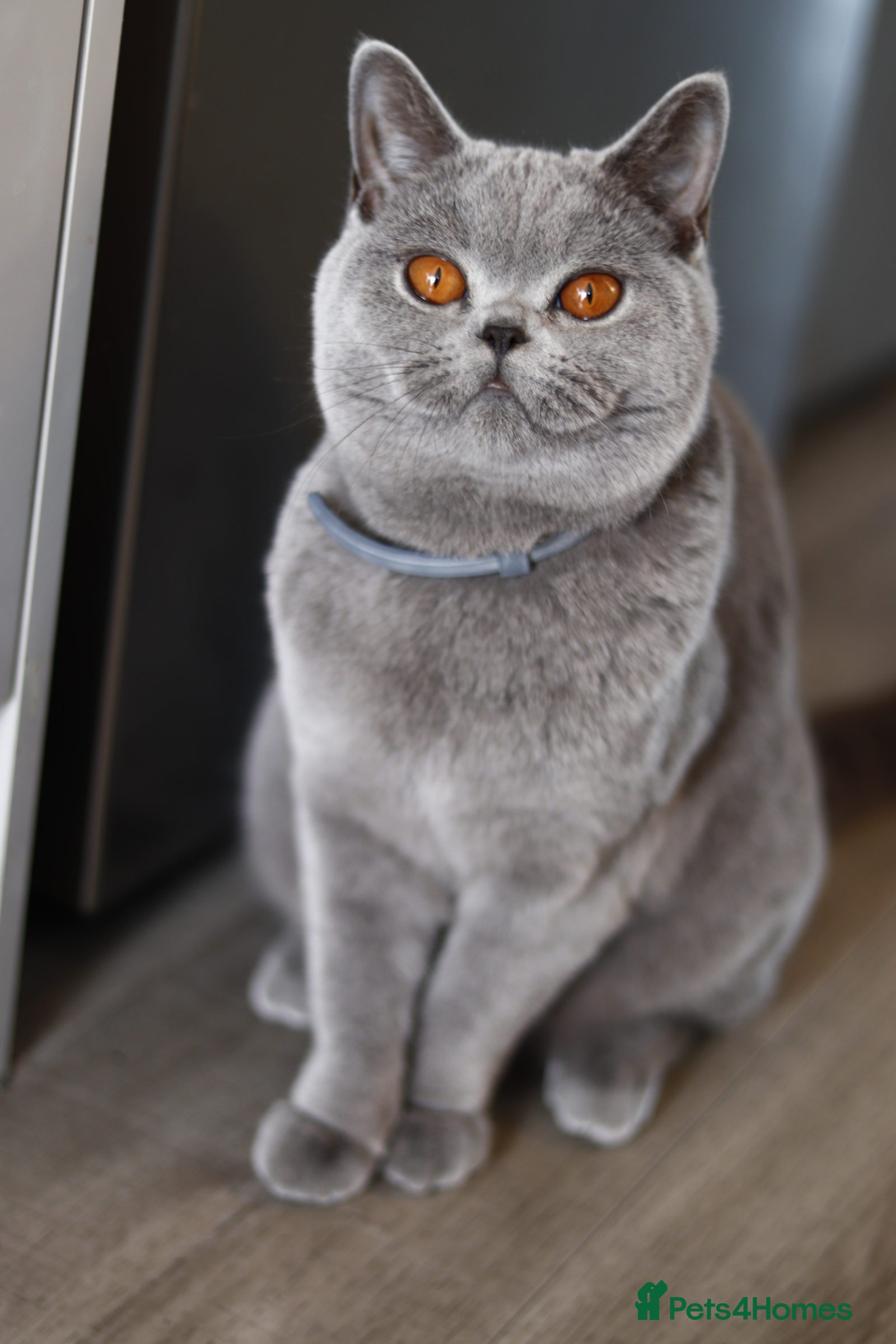 British Shorthair cats ❤️‍🔥IMPORTED PARENTS ACTIVE BSH❤️‍🔥 - Advert 14