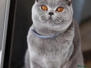 British Shorthair cats ❤️🔥IMPORTED PARENTS ACTIVE BSH❤️🔥 - Advert 2