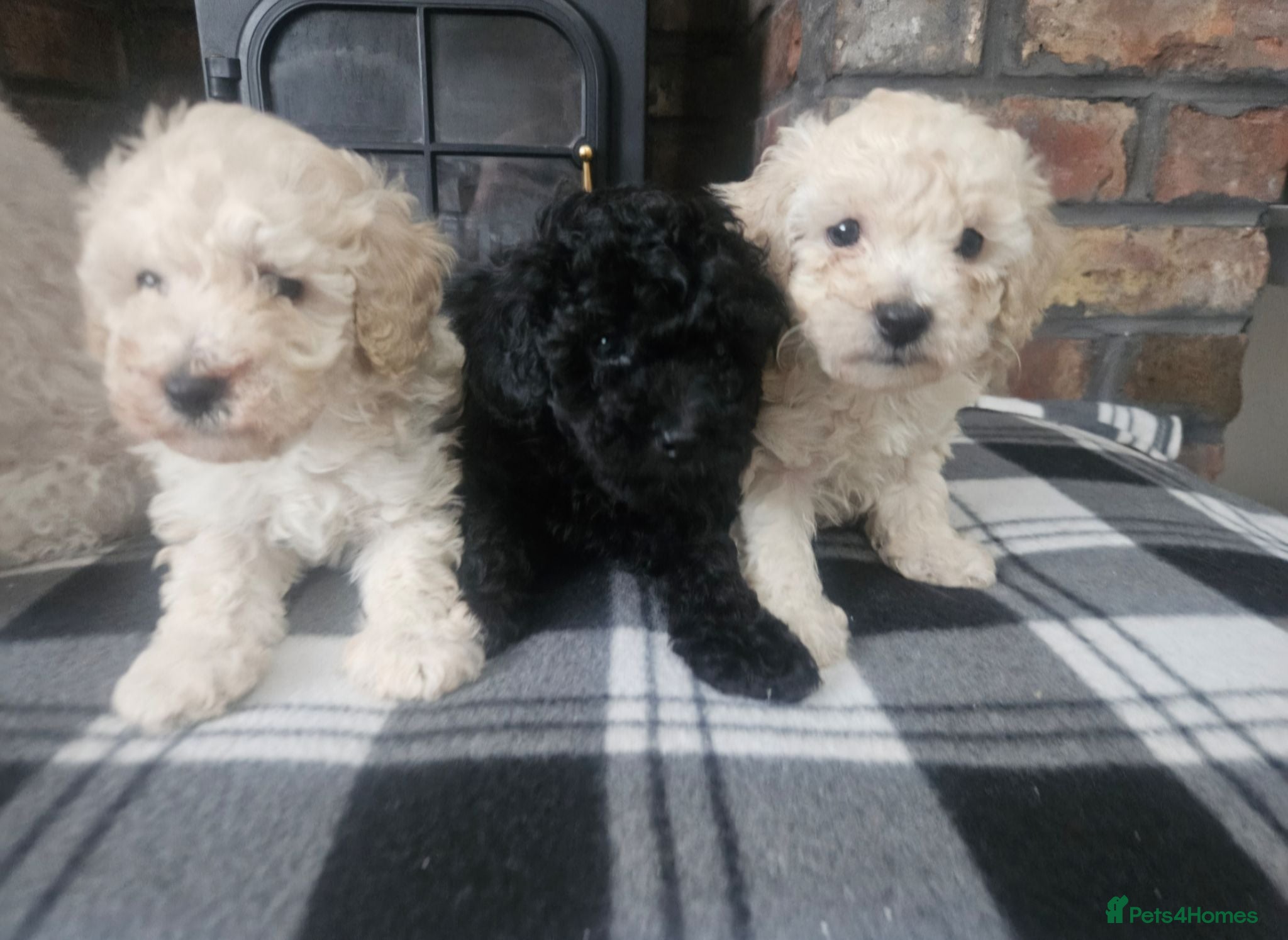 Toy Poodle dogs Toy poodle puppies 🩷💙  - Advert 6