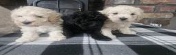 Toy Poodle dogs for sale: Toy poodle puppies 🩷💙  - Advert 2