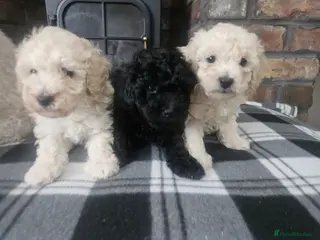 Toy Poodle dogs Toy poodle puppies 🩷💙 - Advert 6