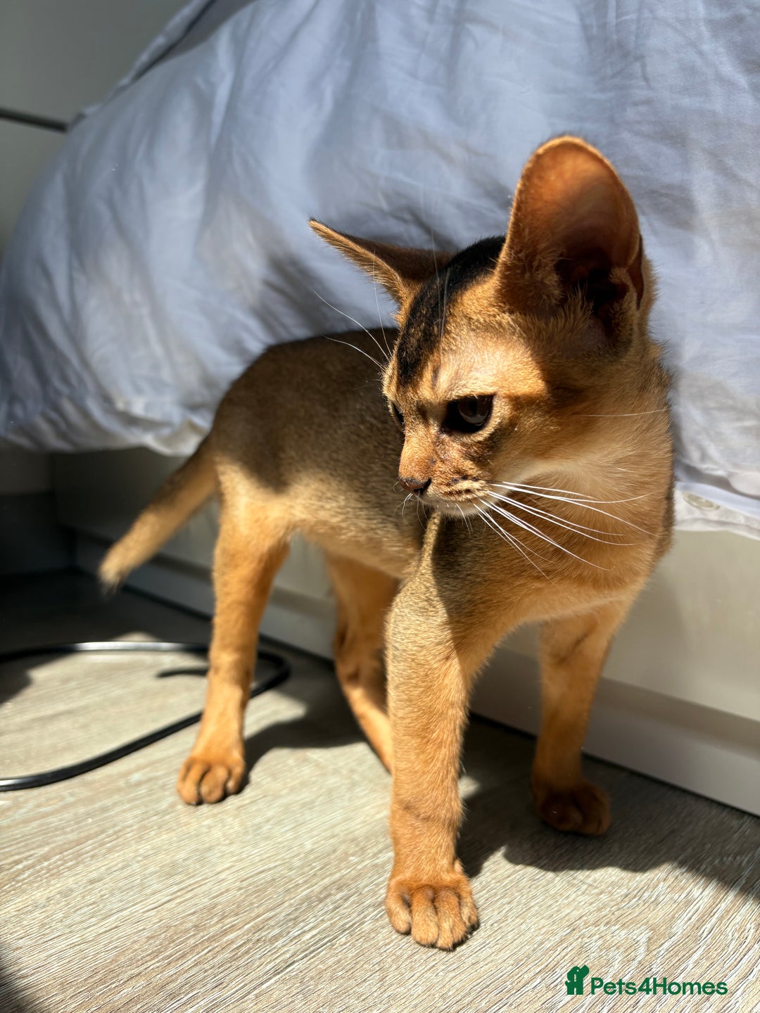 Abyssinian cats for sale: Cute Abyssinian kitten pedigree male - breeding  in Newcastle upon Tyne - Image 4