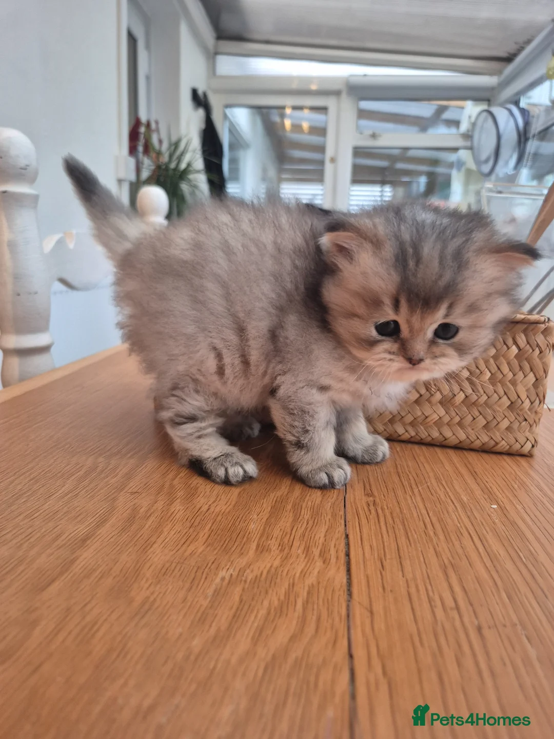 British Longhair cats for sale: Cutest British Longhair  - Advert 5