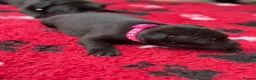 Staffordshire Bull Terrier dogs for sale: KC Health Tested Staffordshire Bull Terriers - Advert 9