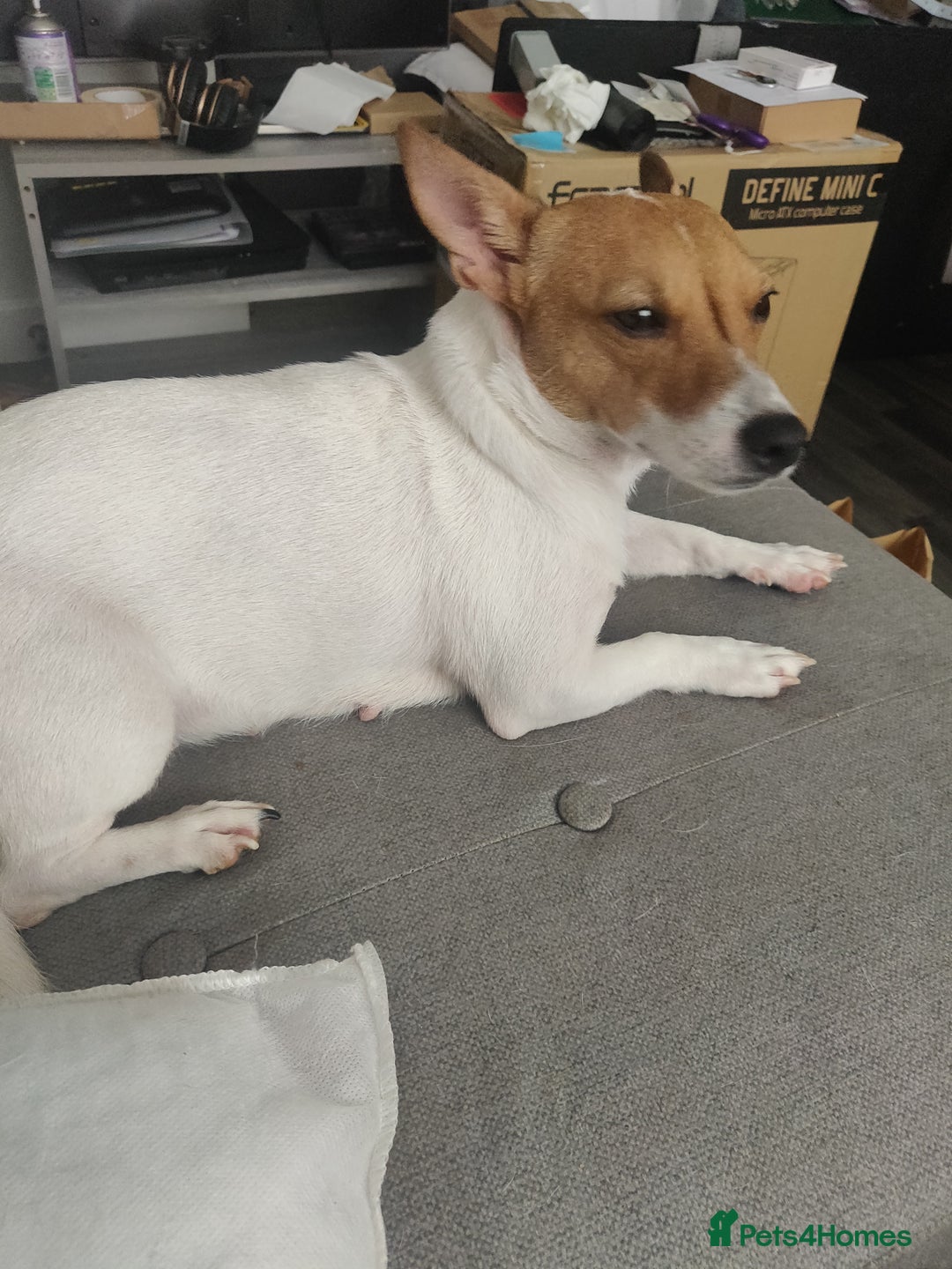 Mixed Breed dogs for sale: Puppies - Advert 1