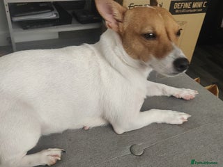 Mixed Breed dogs Puppies - Advert 1