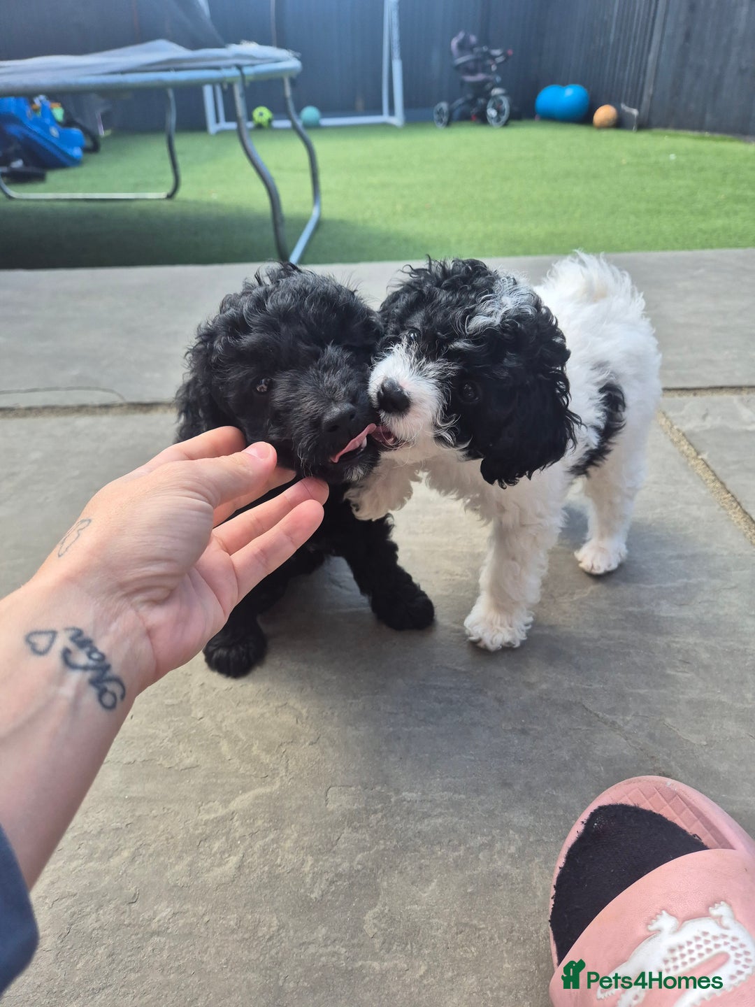 Maltipoo dogs for sale: Maltipoo puppies ready now  - Image 19