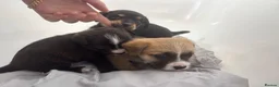 Mixed Breed dogs for sale: Jack Shih 3 lovely girls  in Llanelli - Advert 7