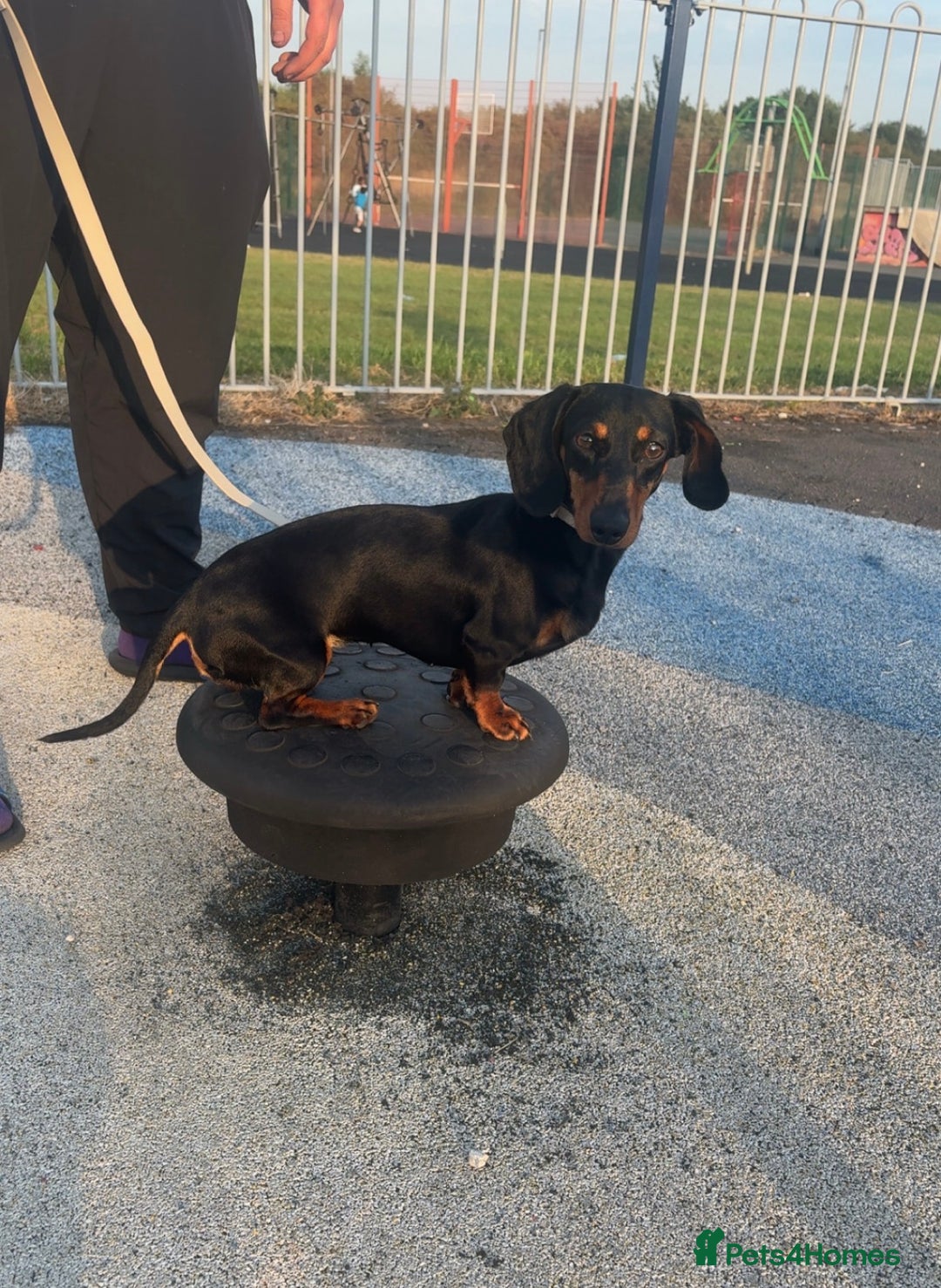 Miniature Dachshund dogs for sale: Miniature Dashund puppies🐶🐾 - Image 5