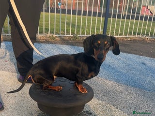 Miniature Dachshund dogs 🐶Last miniature dachshund puppy ! 🐶 - Advert 5