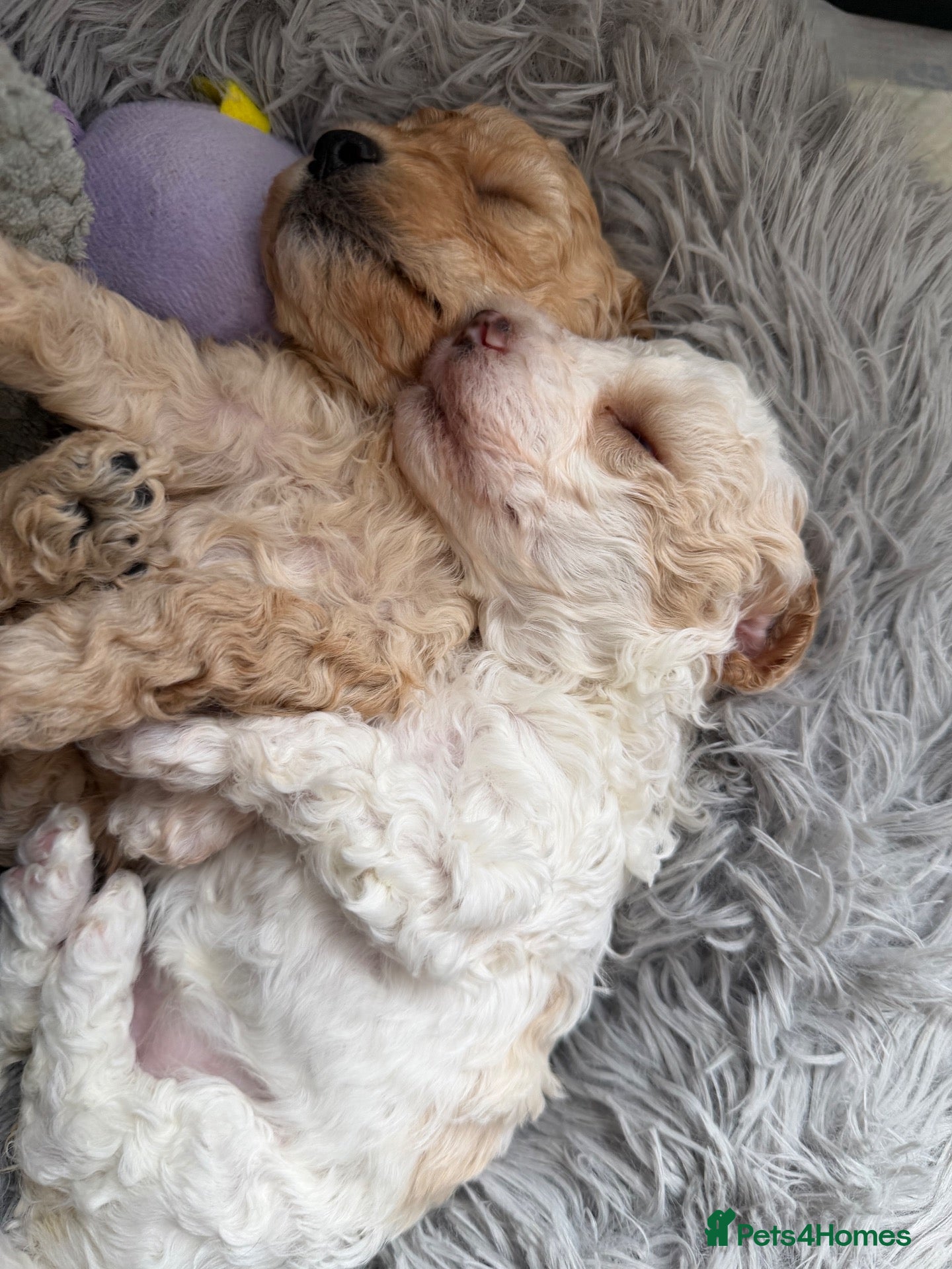 Cavapoo dogs Stunning cavapoo puppies  - Advert 2