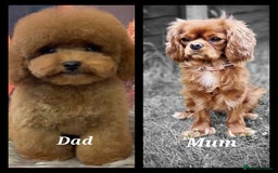 Cavapoo dogs for sale: ⭐️BEAUTIFUL INTENSE RED TOY CAVAPOO PUPPIES⭐️ - Image 14
