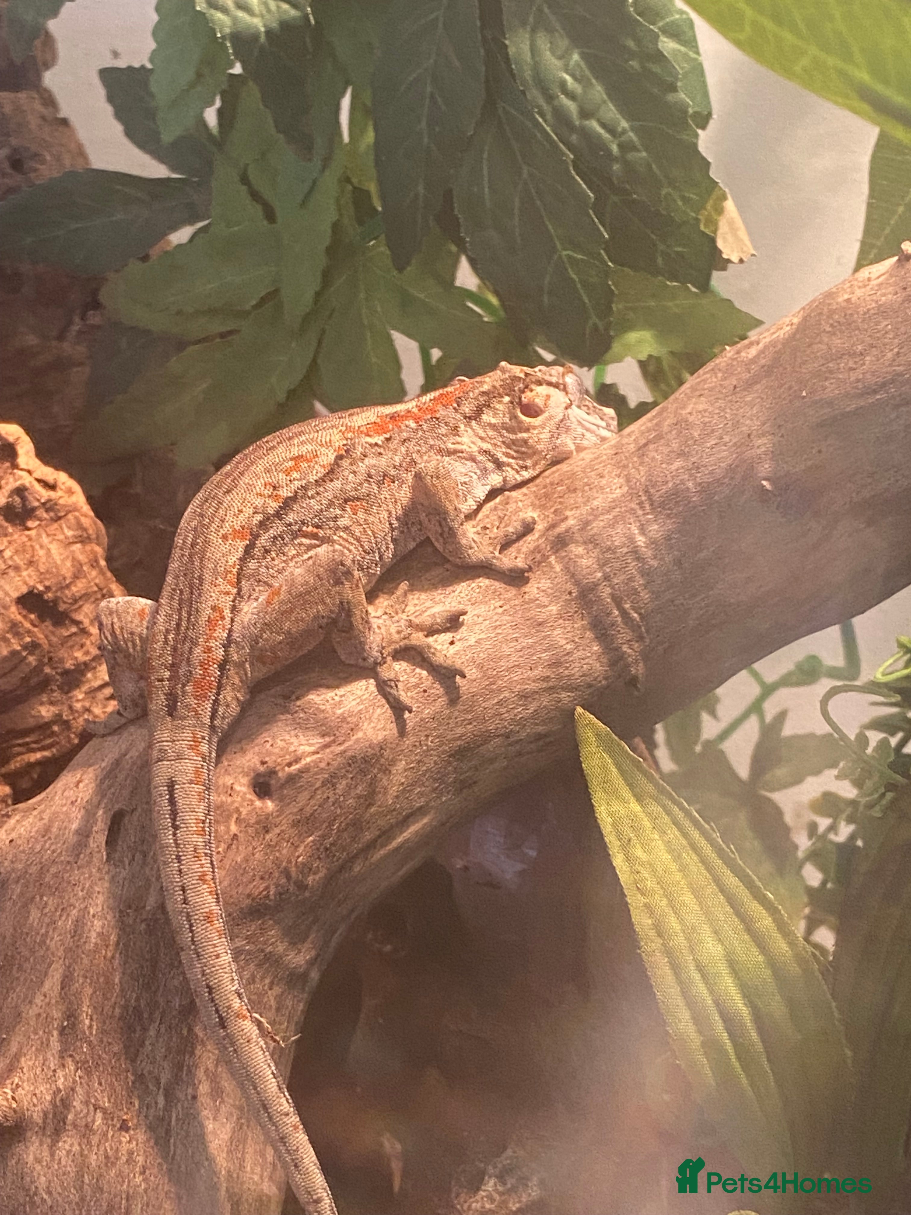 Gecko reptiles Female gargoyle gecko with enclosure  - Advert 2