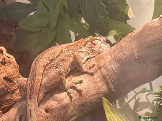 Gecko reptiles Female gargoyle gecko with enclosure - Advert 1