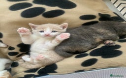 Mixed Breed cats for sale: 5 beautiful mixed British short hair  ✨ - Image 30