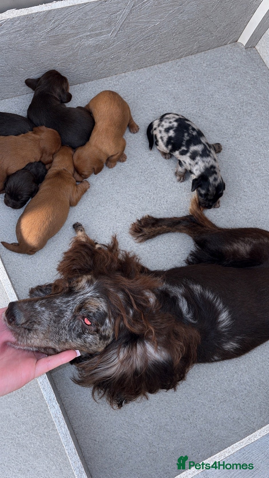 Cocker Spaniel dogs Cocker spaniel puppy’s  - Advert 2