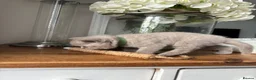 British Shorthair cats for sale: Stunning Lilac BSH Kittens GCCF -1 available  - Advert 9