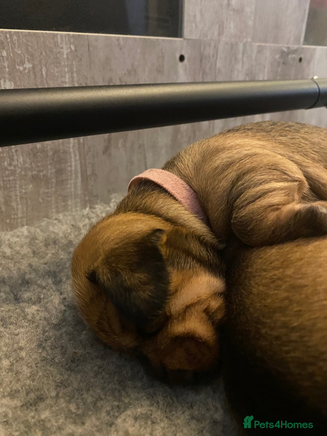 Miniature Dachshund dogs for sale: Supreme KC Miniature Wirehaired Dachshunds! - Advert 23