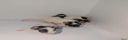 Rat rodents for sale: Beautiful rex babys - Advert 3