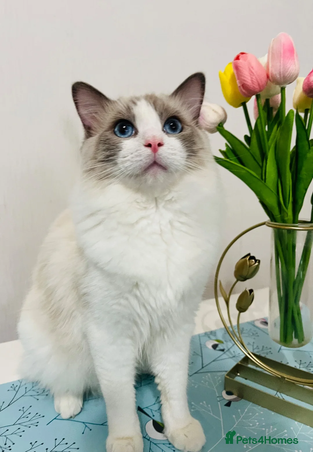 Ragdoll cats for sale: GCCF registered Ragdoll kitten  - Advert 2