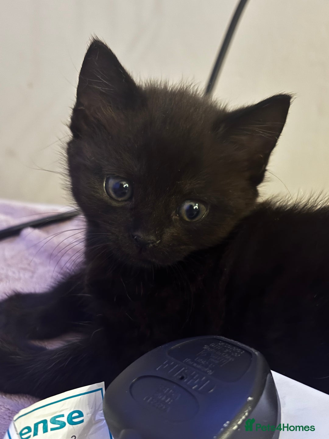 Mixed Breed cats for sale: Beautiful kittens for sale - Advert 10