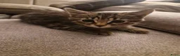 Mixed Breed cats for sale: 4 Male mixed kittens £60 Each  - Advert 7