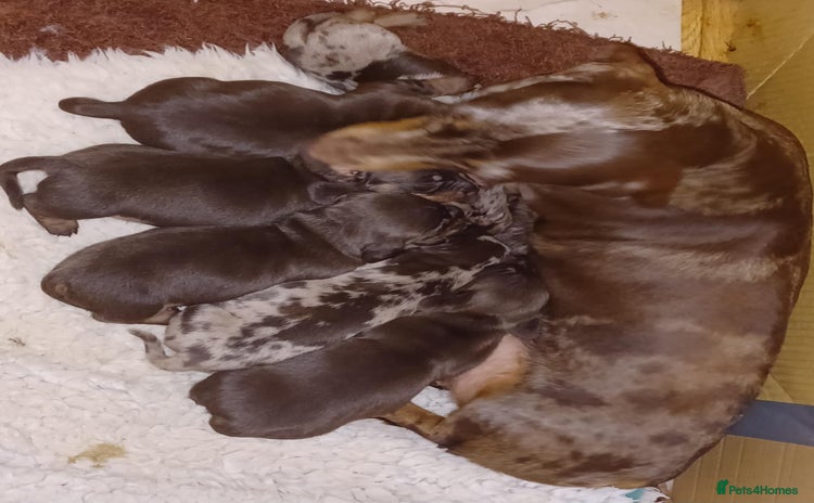 Miniature Dachshund dogs - Advert 4
