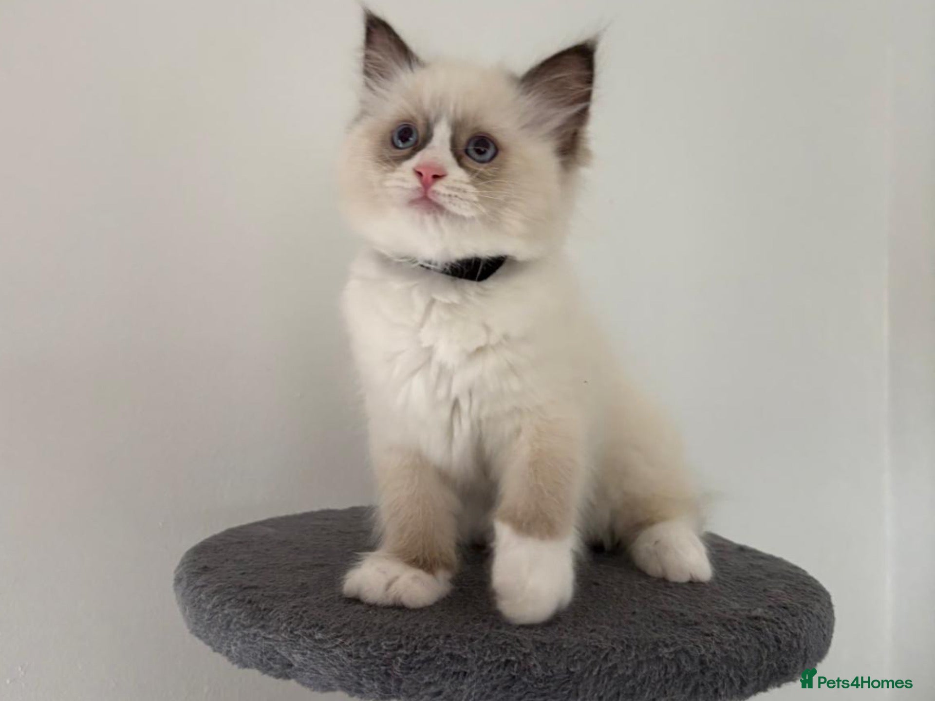 Ragdoll cats 100% Gccf Fully Traceable ragdoll kitten for sale - Advert 6