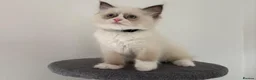 Ragdoll cats for sale: 100% original ragdoll no outcross. - Advert 1