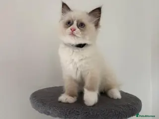 Ragdoll cats 100% Gccf Fully Traceable ragdoll kitten for sale - Advert 6