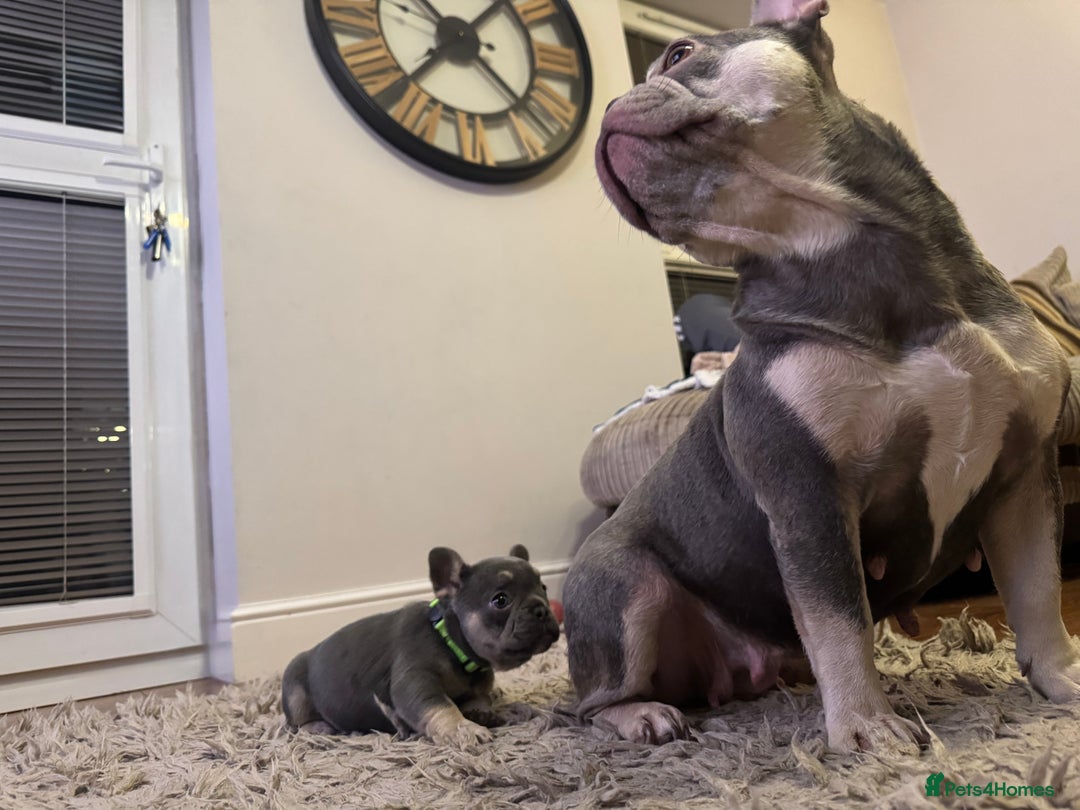 French Bulldog dogs for sale: One Female French bulldog  - Advert 2