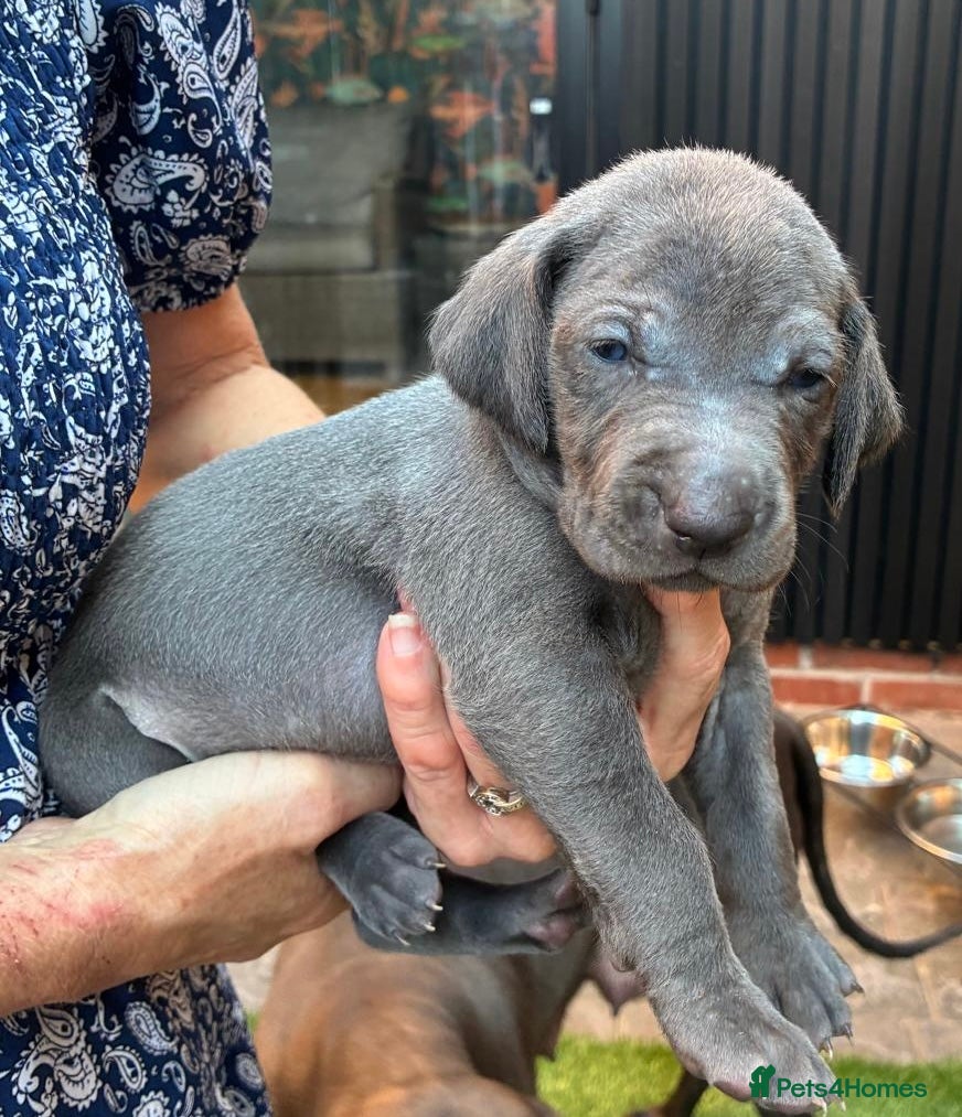 Weimaraner dogs KC Reg Weimaraner Puppies Silver & Blue - Advert 2