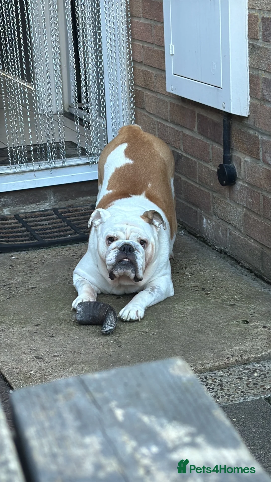 English Bulldog dogs for sale: Julie chalk  in Norwich - Advert 1