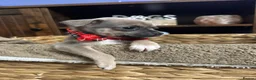 Chihuahua dogs for sale: Chihuahua puppies in Inverness - Advert 8