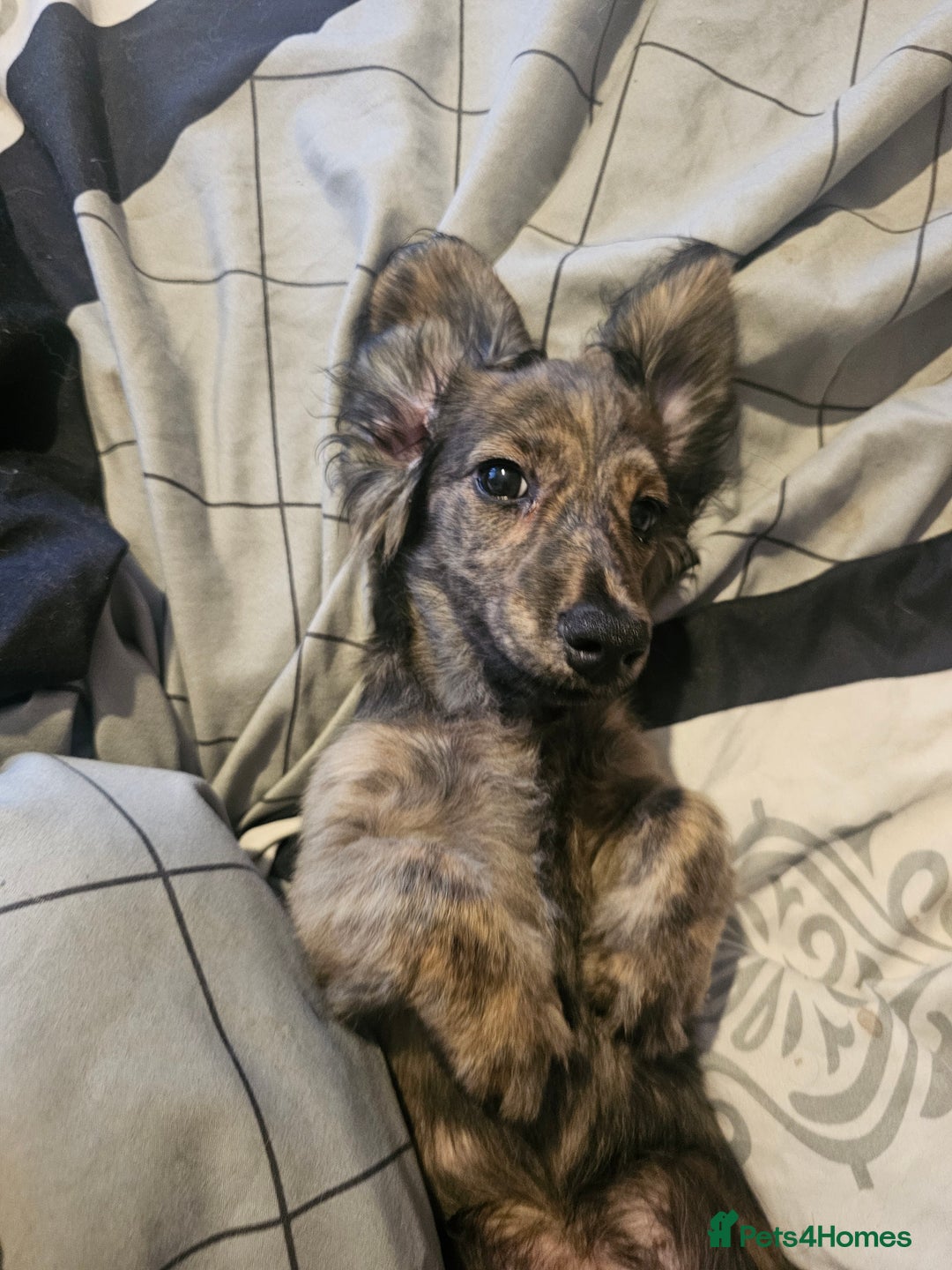 Miniature Dachshund dogs for sale: 5 month old KC cream brindle girl - Image 3