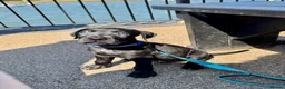 Cane Corso dogs for sale: Cane corso 1 MALE LEFT - Advert 6