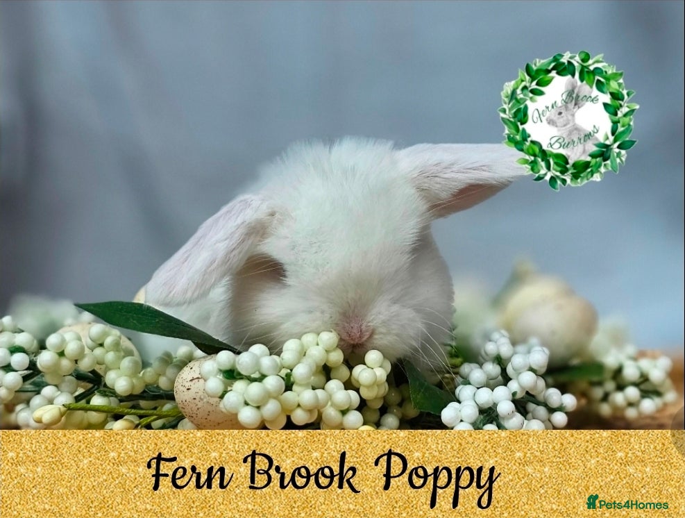Mini Lop rabbits Vaccinated Miniature Lops  - Advert 9