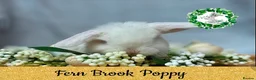 Mini Lop rabbits for sale: Vaccinated Miniature Lops  - Advert 5