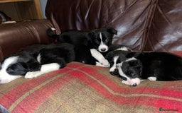 Border Collie dogs for sale: Border Collie Pups - Advert 11