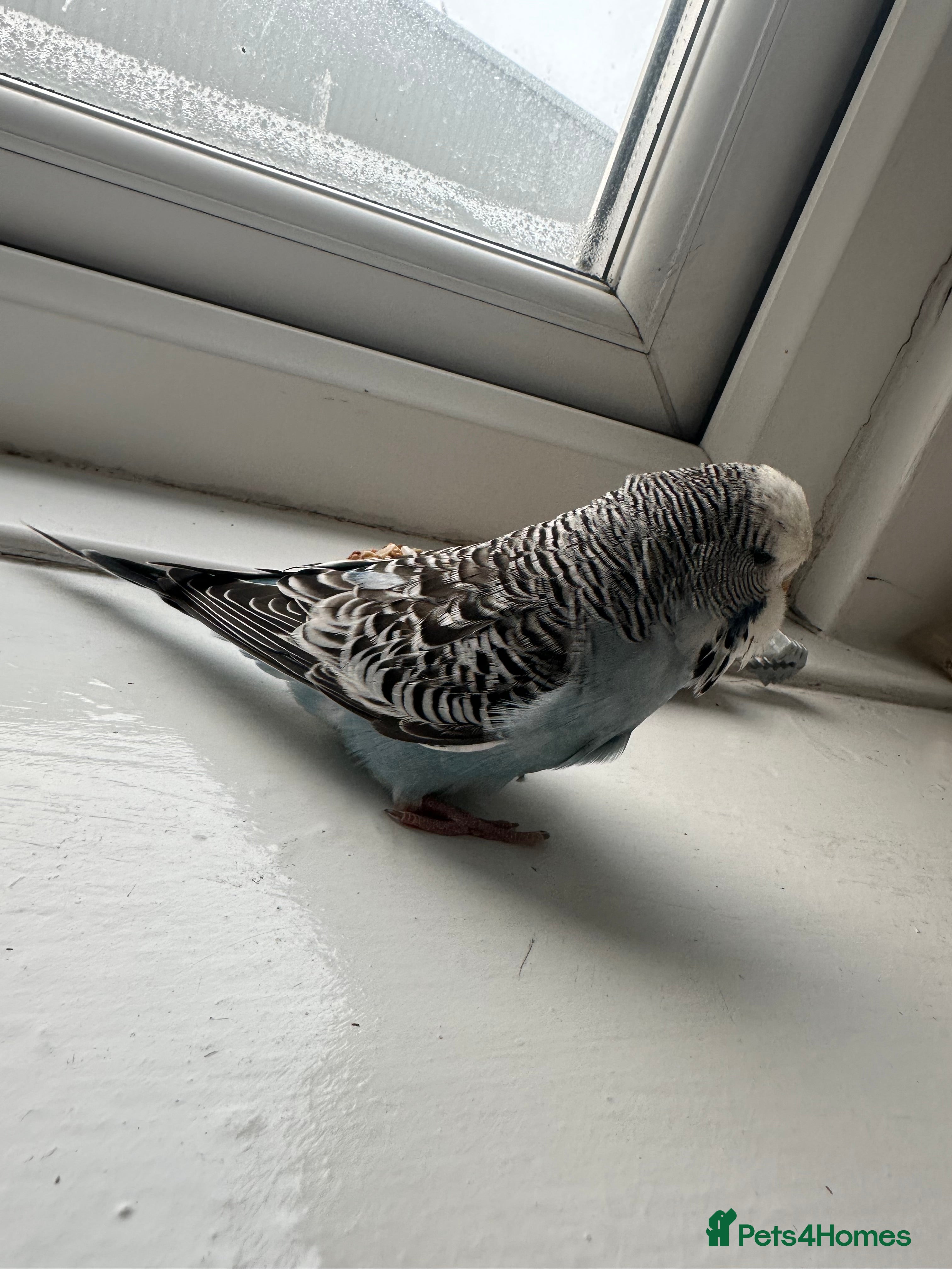 Budgerigars birds Baby Budgie - Advert 1